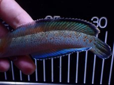 画像3: 【淡水魚】【通販】極青 1匹だけ チャンナ sp ゴールドダスト【個体販売】(±15cm)(大型魚)(生体)(熱帯魚)NKO (3)