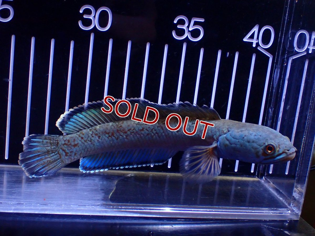 画像4: 【淡水魚】【通販】極青 1匹だけ チャンナ sp ゴールドダスト【個体販売】(±15cm)(大型魚)(生体)(熱帯魚)NKO (4)