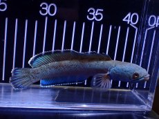 画像4: 【淡水魚】【通販】極青 1匹だけ チャンナ sp ゴールドダスト【個体販売】(±15cm)(大型魚)(生体)(熱帯魚)NKO (4)