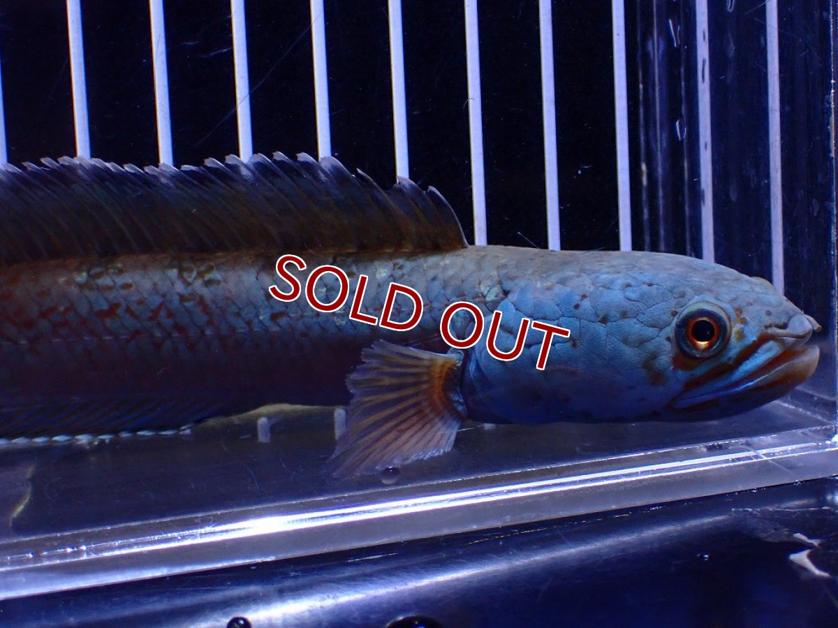 画像5: 【淡水魚】【通販】極青 1匹だけ チャンナ sp ゴールドダスト【個体販売】(±15cm)(大型魚)(生体)(熱帯魚)NKO (5)