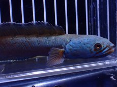 画像5: 【淡水魚】【通販】極青 1匹だけ チャンナ sp ゴールドダスト【個体販売】(±15cm)(大型魚)(生体)(熱帯魚)NKO (5)