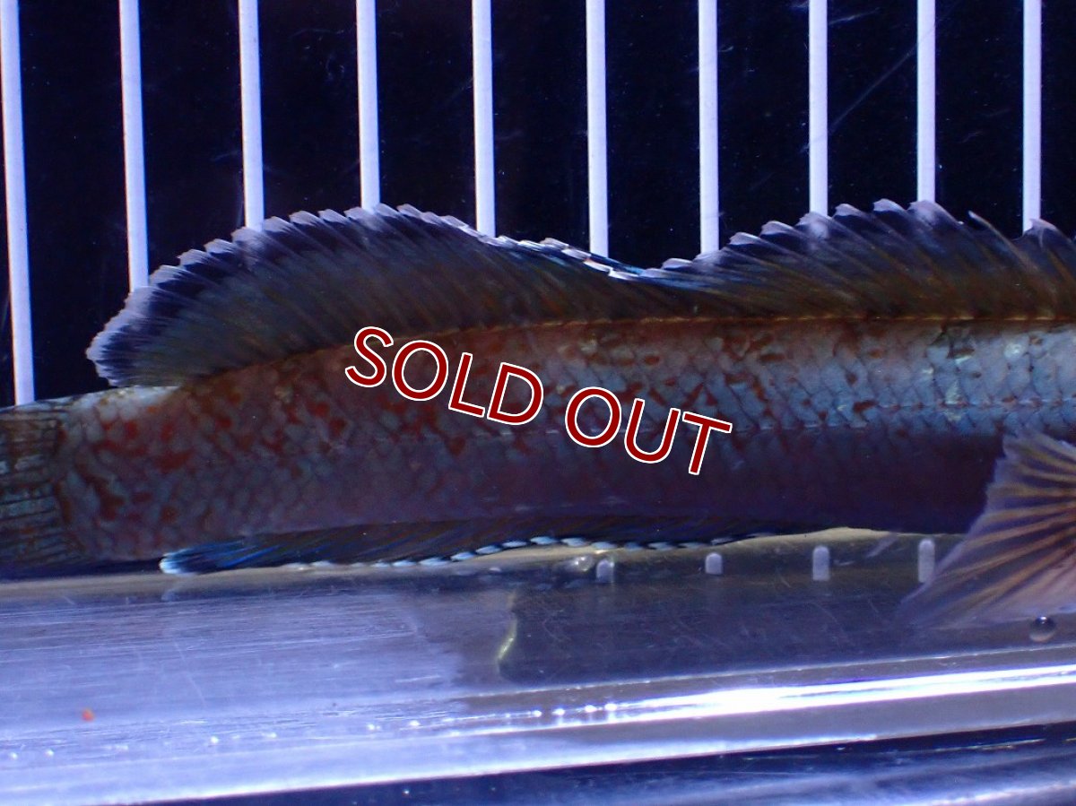 画像6: 【淡水魚】【通販】極青 1匹だけ チャンナ sp ゴールドダスト【個体販売】(±15cm)(大型魚)(生体)(熱帯魚)NKO (6)