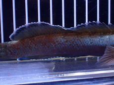 画像6: 【淡水魚】【通販】極青 1匹だけ チャンナ sp ゴールドダスト【個体販売】(±15cm)(大型魚)(生体)(熱帯魚)NKO (6)