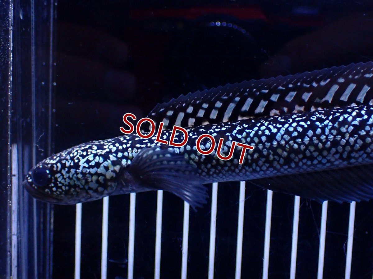 画像2: 【１５０００円均一特価】【淡水魚セール品】【淡水魚】【通販】極上個体激レア No1 藍天目(Blue tenmoku)【個体販売】(±17cm)(生体)(熱帯魚)NKO (2)