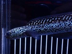 画像2: 【淡水魚】【通販】極上個体激レア No1 藍天目(Blue tenmoku)【個体販売】(±17cm)(生体)(熱帯魚)NKO (2)