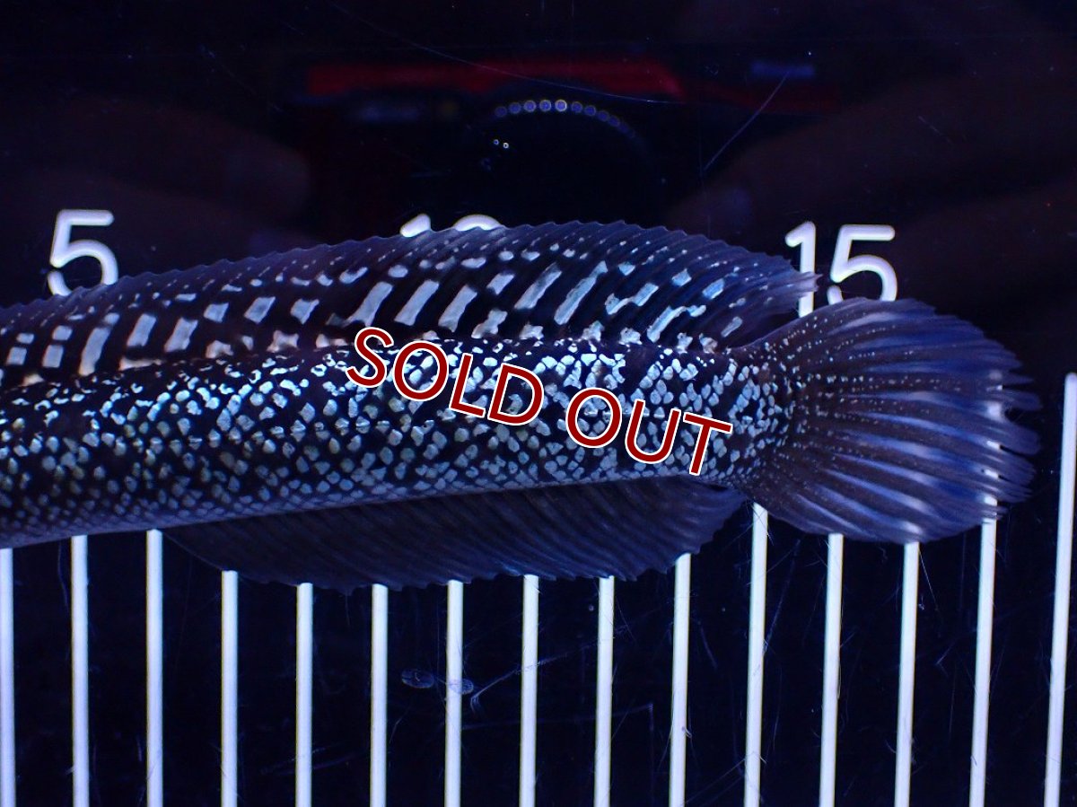 画像3: 【１５０００円均一特価】【淡水魚セール品】【淡水魚】【通販】極上個体激レア No1 藍天目(Blue tenmoku)【個体販売】(±17cm)(生体)(熱帯魚)NKO (3)