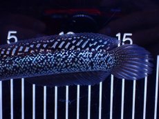 画像3: 【淡水魚】【通販】極上個体激レア No1 藍天目(Blue tenmoku)【個体販売】(±17cm)(生体)(熱帯魚)NKO (3)