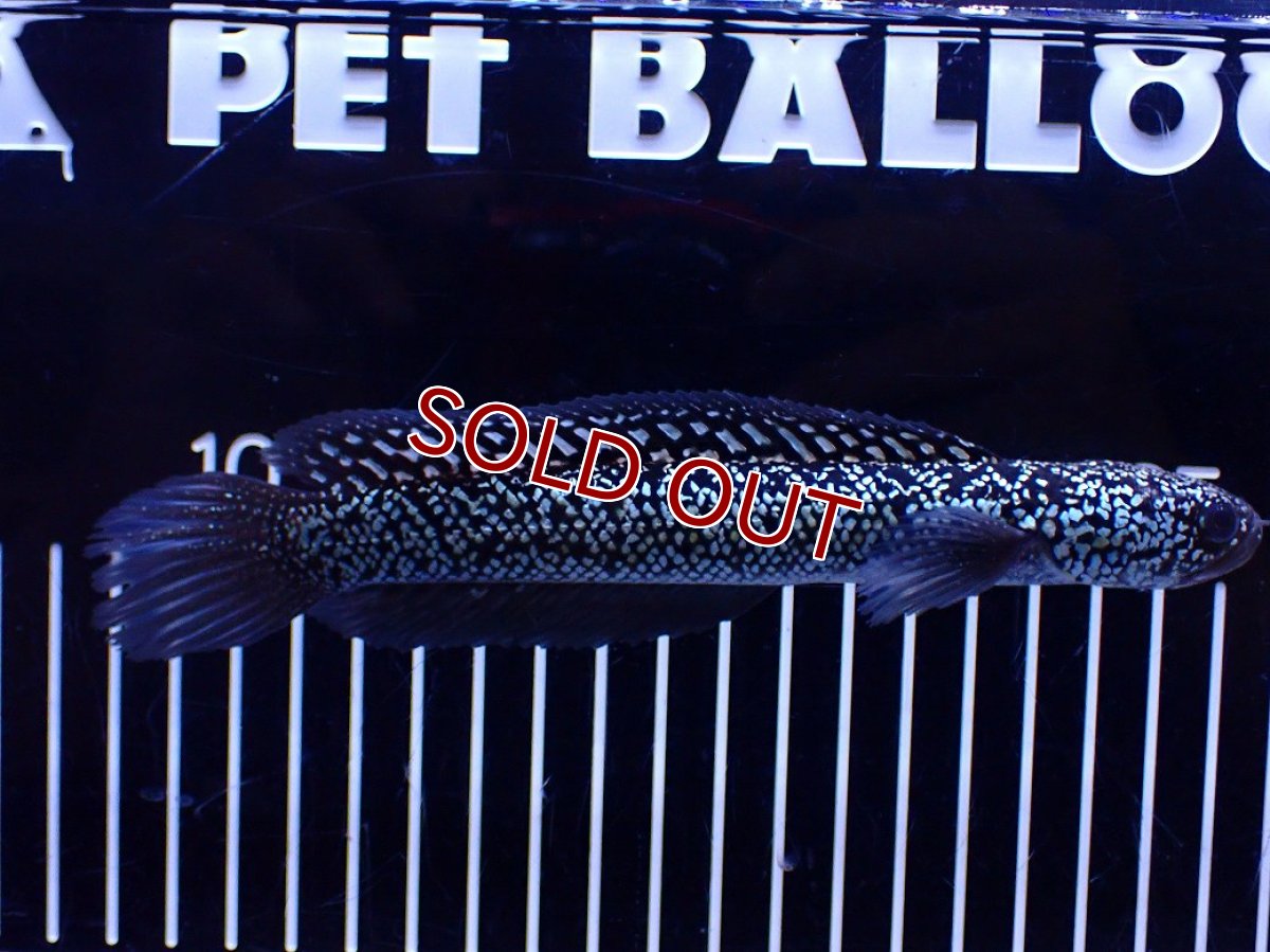 画像4: 【１５０００円均一特価】【淡水魚セール品】【淡水魚】【通販】極上個体激レア No1 藍天目(Blue tenmoku)【個体販売】(±17cm)(生体)(熱帯魚)NKO (4)