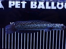 画像4: 【淡水魚】【通販】極上個体激レア No1 藍天目(Blue tenmoku)【個体販売】(±17cm)(生体)(熱帯魚)NKO (4)