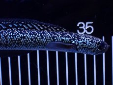 画像5: 【淡水魚】【通販】極上個体激レア No1 藍天目(Blue tenmoku)【個体販売】(±17cm)(生体)(熱帯魚)NKO (5)