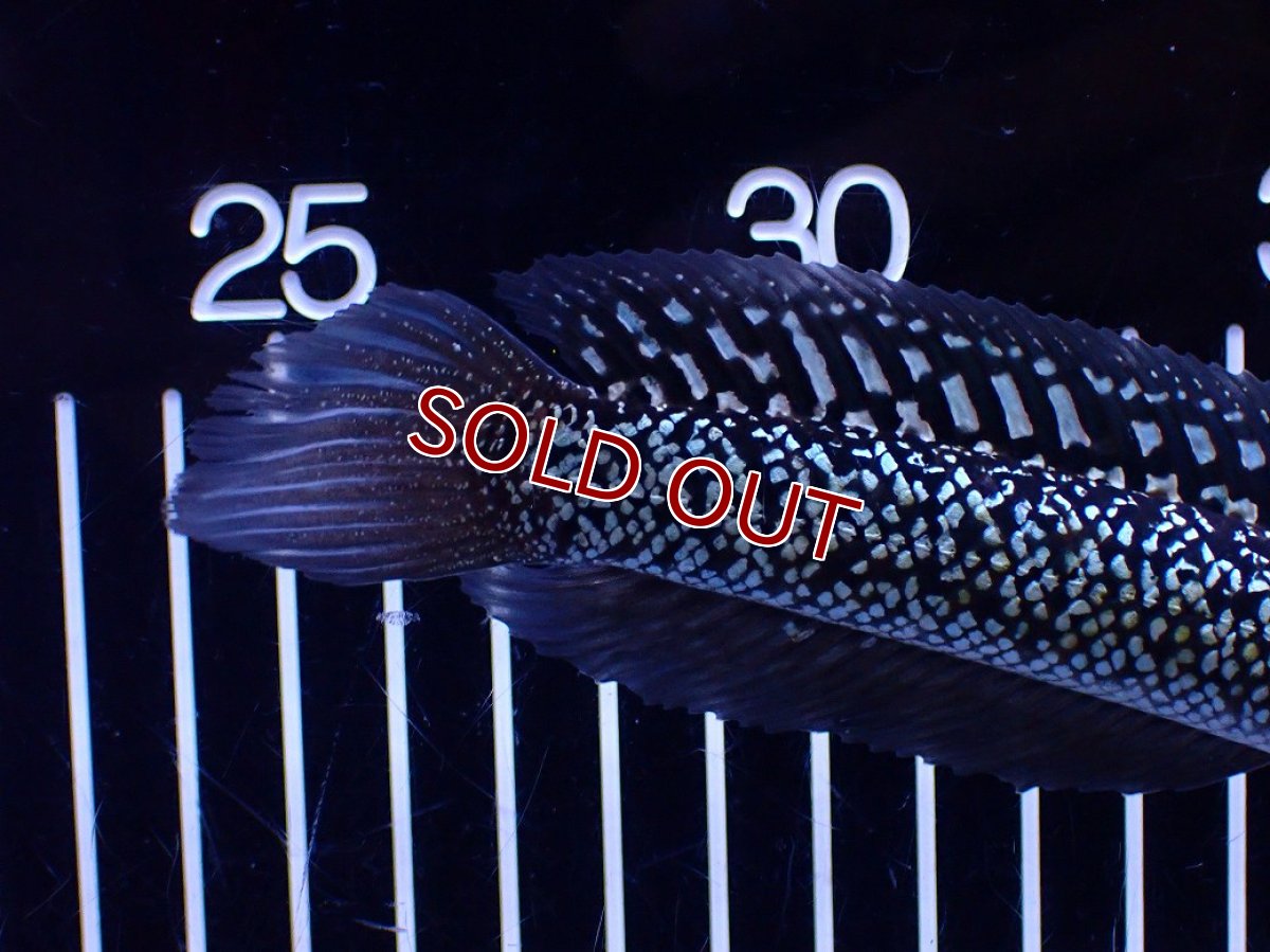 画像6: 【１５０００円均一特価】【淡水魚セール品】【淡水魚】【通販】極上個体激レア No1 藍天目(Blue tenmoku)【個体販売】(±17cm)(生体)(熱帯魚)NKO (6)