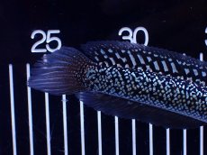 画像6: 【淡水魚】【通販】極上個体激レア No1 藍天目(Blue tenmoku)【個体販売】(±17cm)(生体)(熱帯魚)NKO (6)