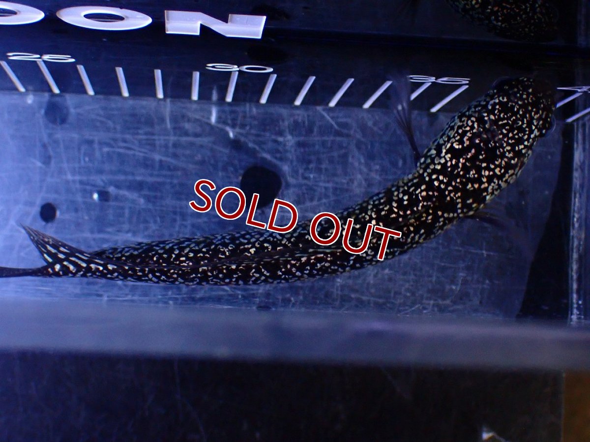 画像7: 【１５０００円均一特価】【淡水魚セール品】【淡水魚】【通販】極上個体激レア No1 藍天目(Blue tenmoku)【個体販売】(±17cm)(生体)(熱帯魚)NKO (7)