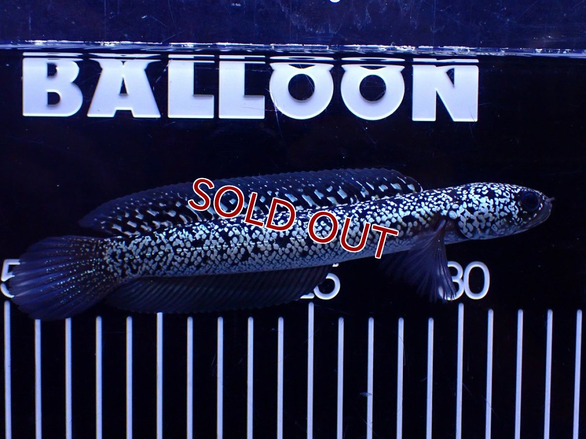 画像1: 【淡水魚】【通販】極上個体激レア No2 藍天目(Blue tenmoku)【個体販売】(±16cm)(生体)(熱帯魚)NKO (1)