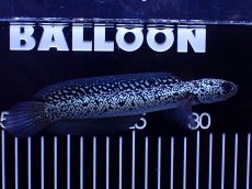 画像1: 【淡水魚】【通販】極上個体激レア No2 藍天目(Blue tenmoku)【個体販売】(±16cm)(生体)(熱帯魚)NKO (1)