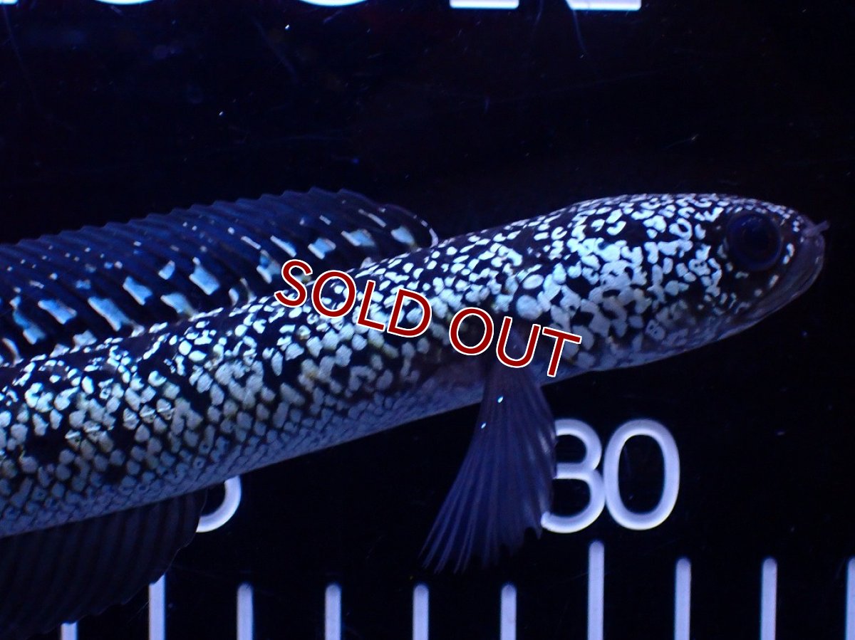 画像2: 【淡水魚】【通販】極上個体激レア No2 藍天目(Blue tenmoku)【個体販売】(±16cm)(生体)(熱帯魚)NKO (2)