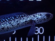 画像2: 【淡水魚】【通販】極上個体激レア No2 藍天目(Blue tenmoku)【個体販売】(±16cm)(生体)(熱帯魚)NKO (2)