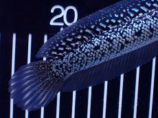 画像3: 【淡水魚】【通販】極上個体激レア No2 藍天目(Blue tenmoku)【個体販売】(±16cm)(生体)(熱帯魚)NKO (3)