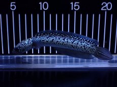 画像4: 【淡水魚】【通販】極上個体激レア No2 藍天目(Blue tenmoku)【個体販売】(±16cm)(生体)(熱帯魚)NKO (4)