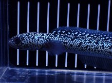 画像5: 【淡水魚】【通販】極上個体激レア No2 藍天目(Blue tenmoku)【個体販売】(±16cm)(生体)(熱帯魚)NKO (5)