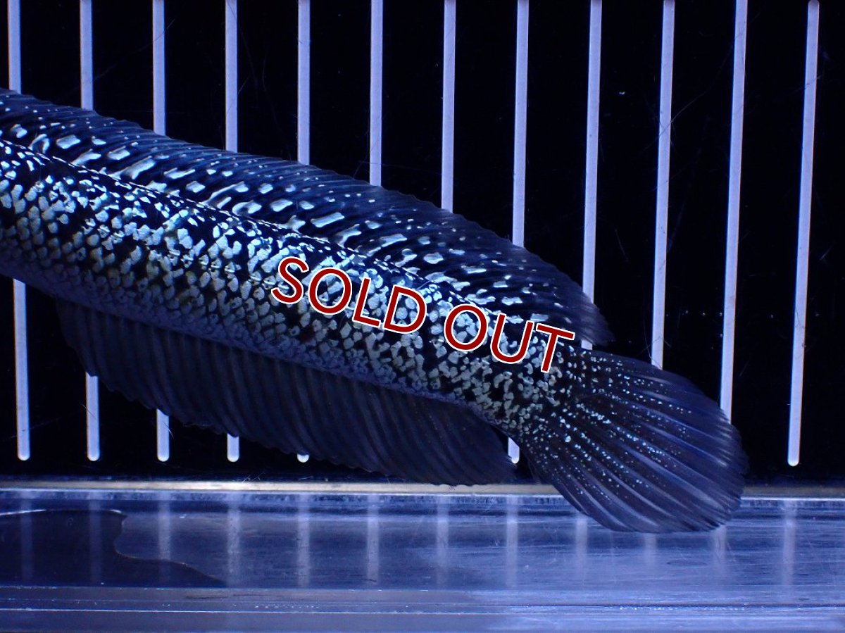 画像6: 【淡水魚】【通販】極上個体激レア No2 藍天目(Blue tenmoku)【個体販売】(±16cm)(生体)(熱帯魚)NKO (6)
