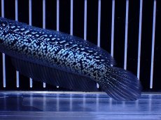 画像6: 【淡水魚】【通販】極上個体激レア No2 藍天目(Blue tenmoku)【個体販売】(±16cm)(生体)(熱帯魚)NKO (6)
