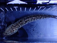 画像7: 【淡水魚】【通販】極上個体激レア No2 藍天目(Blue tenmoku)【個体販売】(±16cm)(生体)(熱帯魚)NKO (7)