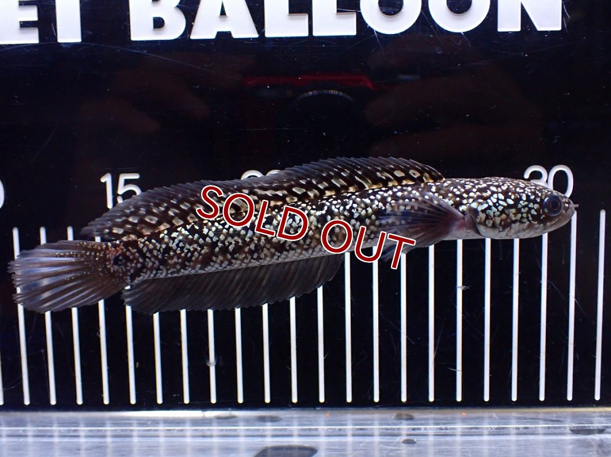 画像1: 【１５０００円均一特価】【淡水魚セール品】【淡水魚】【通販】激レア No1 金天目(Gold tenmoku)【個体販売】(±17cm)(生体)(熱帯魚)NKO (1)