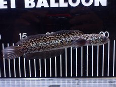 画像1: 【淡水魚】【通販】激レア No1 金天目(Gold tenmoku)【個体販売】(±17cm)(生体)(熱帯魚)NKO (1)