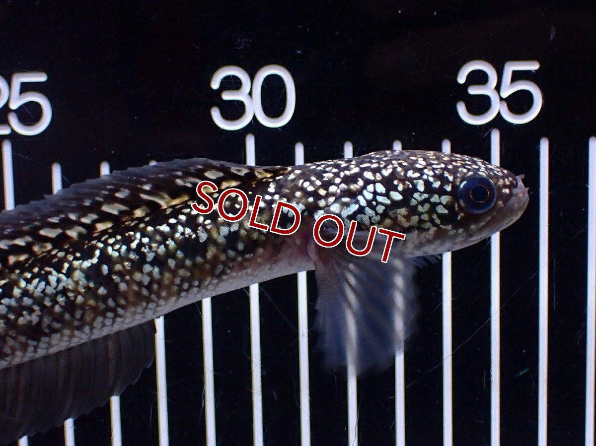 画像2: 【１５０００円均一特価】【淡水魚セール品】【淡水魚】【通販】激レア No1 金天目(Gold tenmoku)【個体販売】(±17cm)(生体)(熱帯魚)NKO (2)