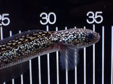 画像2: 【淡水魚】【通販】激レア No1 金天目(Gold tenmoku)【個体販売】(±17cm)(生体)(熱帯魚)NKO (2)