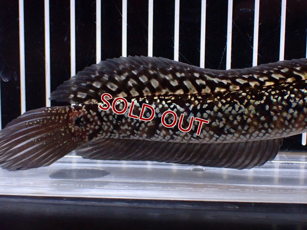 画像3: 【１５０００円均一特価】【淡水魚セール品】【淡水魚】【通販】激レア No1 金天目(Gold tenmoku)【個体販売】(±17cm)(生体)(熱帯魚)NKO (3)