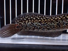 画像3: 【淡水魚】【通販】激レア No1 金天目(Gold tenmoku)【個体販売】(±17cm)(生体)(熱帯魚)NKO (3)