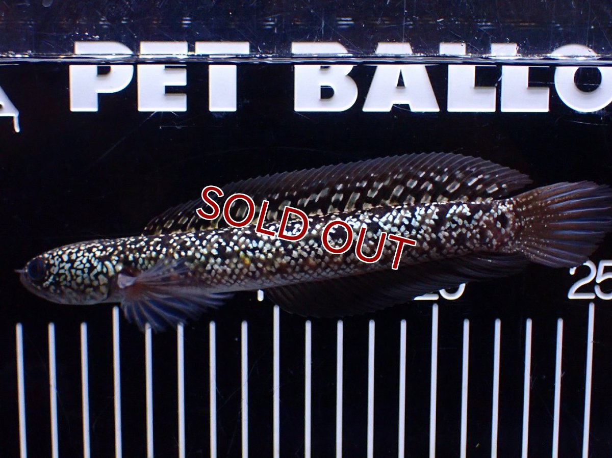 画像4: 【１５０００円均一特価】【淡水魚セール品】【淡水魚】【通販】激レア No1 金天目(Gold tenmoku)【個体販売】(±17cm)(生体)(熱帯魚)NKO (4)