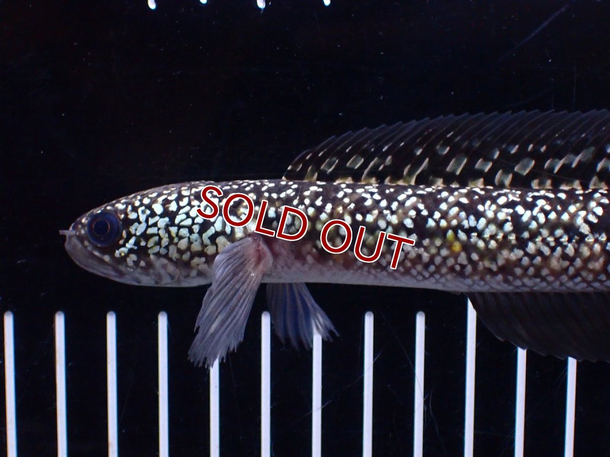 画像5: 【１５０００円均一特価】【淡水魚セール品】【淡水魚】【通販】激レア No1 金天目(Gold tenmoku)【個体販売】(±17cm)(生体)(熱帯魚)NKO (5)