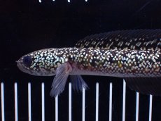 画像5: 【淡水魚】【通販】激レア No1 金天目(Gold tenmoku)【個体販売】(±17cm)(生体)(熱帯魚)NKO (5)