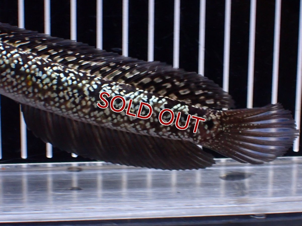 画像6: 【１５０００円均一特価】【淡水魚セール品】【淡水魚】【通販】激レア No1 金天目(Gold tenmoku)【個体販売】(±17cm)(生体)(熱帯魚)NKO (6)