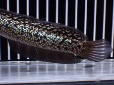 画像6: 【淡水魚】【通販】激レア No1 金天目(Gold tenmoku)【個体販売】(±17cm)(生体)(熱帯魚)NKO (6)