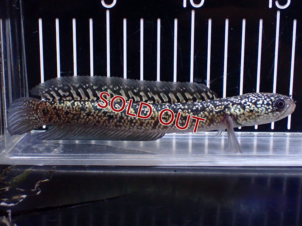 画像1: 【１５０００円均一特価】【淡水魚セール品】【淡水魚】【通販】上物個体 激レア No2 金天目(Gold tenmoku)【個体販売】(±17cm)(生体)(熱帯魚)NKO (1)