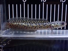 画像1: 【淡水魚】【通販】上物個体 激レア No2 金天目(Gold tenmoku)【個体販売】(±17cm)(生体)(熱帯魚)NKO (1)