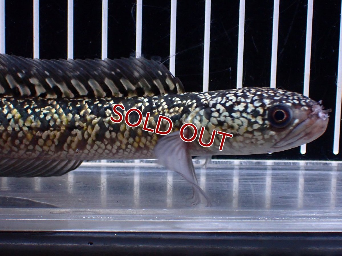 画像2: 【１５０００円均一特価】【淡水魚セール品】【淡水魚】【通販】上物個体 激レア No2 金天目(Gold tenmoku)【個体販売】(±17cm)(生体)(熱帯魚)NKO (2)