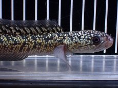 画像2: 【淡水魚】【通販】上物個体 激レア No2 金天目(Gold tenmoku)【個体販売】(±17cm)(生体)(熱帯魚)NKO (2)