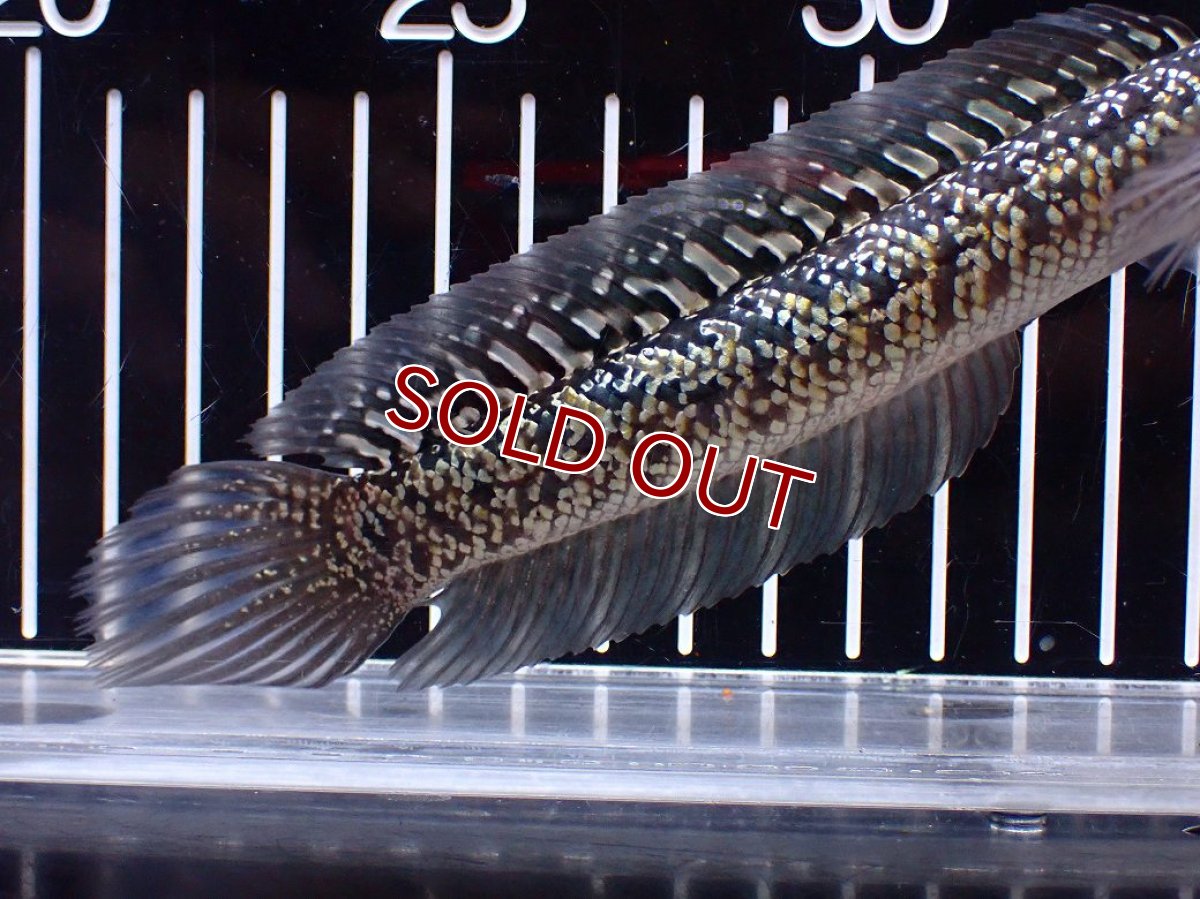 画像3: 【１５０００円均一特価】【淡水魚セール品】【淡水魚】【通販】上物個体 激レア No2 金天目(Gold tenmoku)【個体販売】(±17cm)(生体)(熱帯魚)NKO (3)