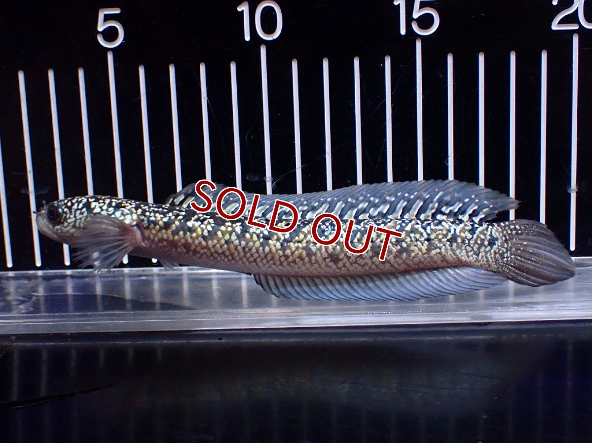 画像4: 【１５０００円均一特価】【淡水魚セール品】【淡水魚】【通販】上物個体 激レア No2 金天目(Gold tenmoku)【個体販売】(±17cm)(生体)(熱帯魚)NKO (4)