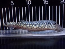 画像4: 【淡水魚】【通販】上物個体 激レア No2 金天目(Gold tenmoku)【個体販売】(±17cm)(生体)(熱帯魚)NKO (4)