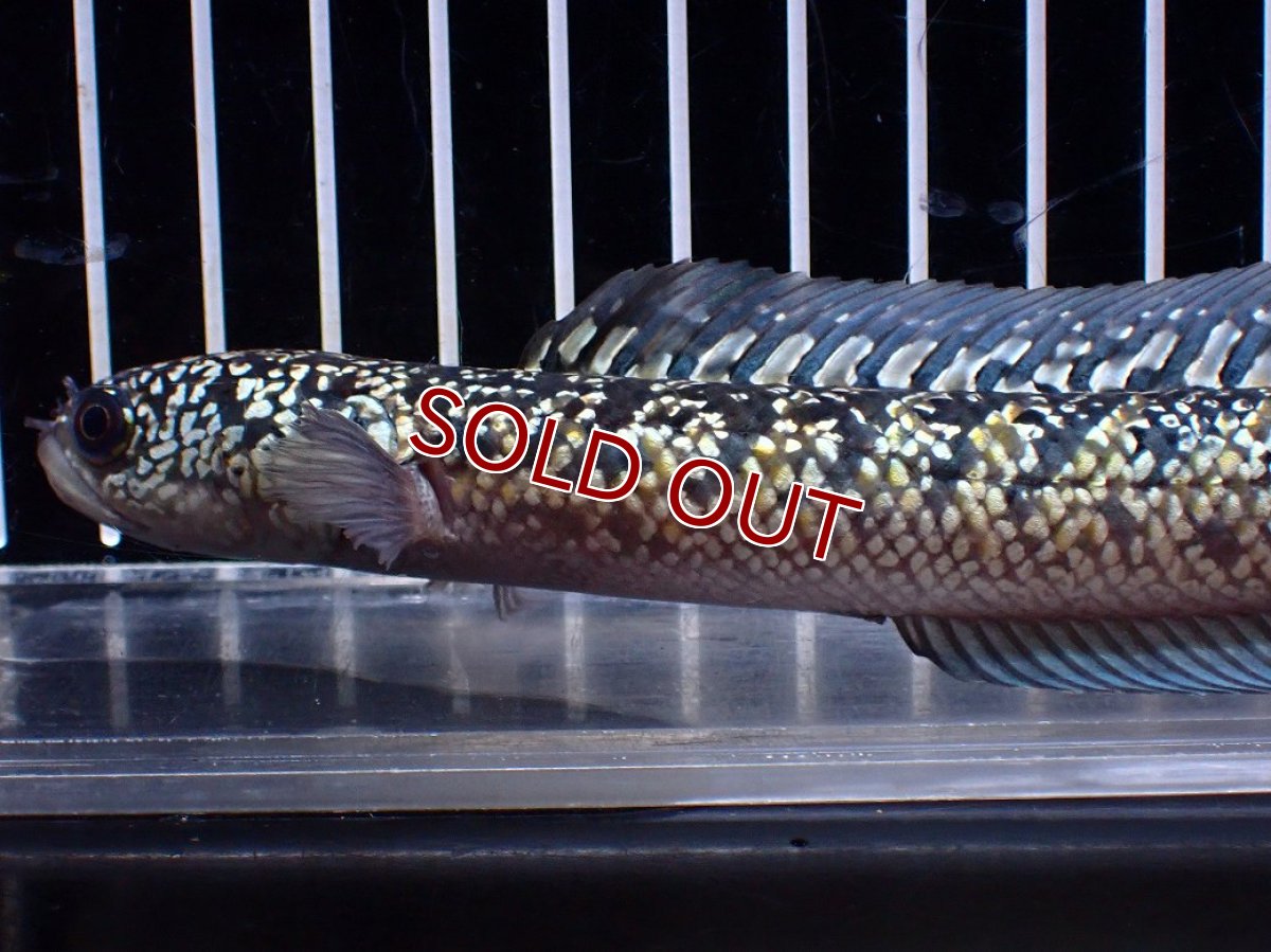 画像5: 【１５０００円均一特価】【淡水魚セール品】【淡水魚】【通販】上物個体 激レア No2 金天目(Gold tenmoku)【個体販売】(±17cm)(生体)(熱帯魚)NKO (5)