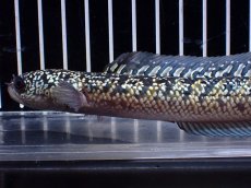 画像5: 【淡水魚】【通販】上物個体 激レア No2 金天目(Gold tenmoku)【個体販売】(±17cm)(生体)(熱帯魚)NKO (5)