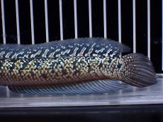 画像6: 【淡水魚】【通販】上物個体 激レア No2 金天目(Gold tenmoku)【個体販売】(±17cm)(生体)(熱帯魚)NKO (6)