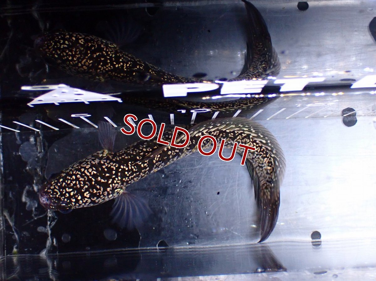 画像7: 【１５０００円均一特価】【淡水魚セール品】【淡水魚】【通販】上物個体 激レア No2 金天目(Gold tenmoku)【個体販売】(±17cm)(生体)(熱帯魚)NKO (7)