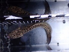 画像7: 【淡水魚】【通販】上物個体 激レア No2 金天目(Gold tenmoku)【個体販売】(±17cm)(生体)(熱帯魚)NKO (7)